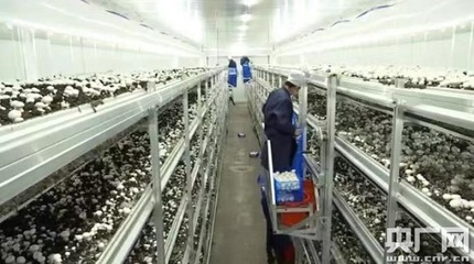 東北首家&ldquo;蘑菇工廠&rdquo;種出現代農業新模式