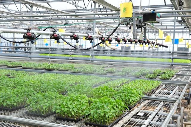 莎車縣小蜂農業工廠工人在檢查農產品加工成品質量.