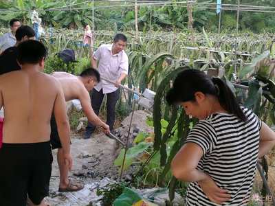【廣州企業(yè)團建一日游|紅心火龍果采摘|傳統(tǒng)窯雞】,價格,廠家,供應商,其他農業(yè),廣州市花都區(qū)花山瑞鋒園火龍果種植園 - 產品庫
