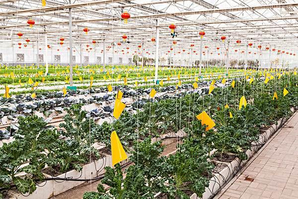 智慧農業(yè)物聯(lián)網智能大棚環(huán)境監(jiān)測系統(tǒng)的應用前景