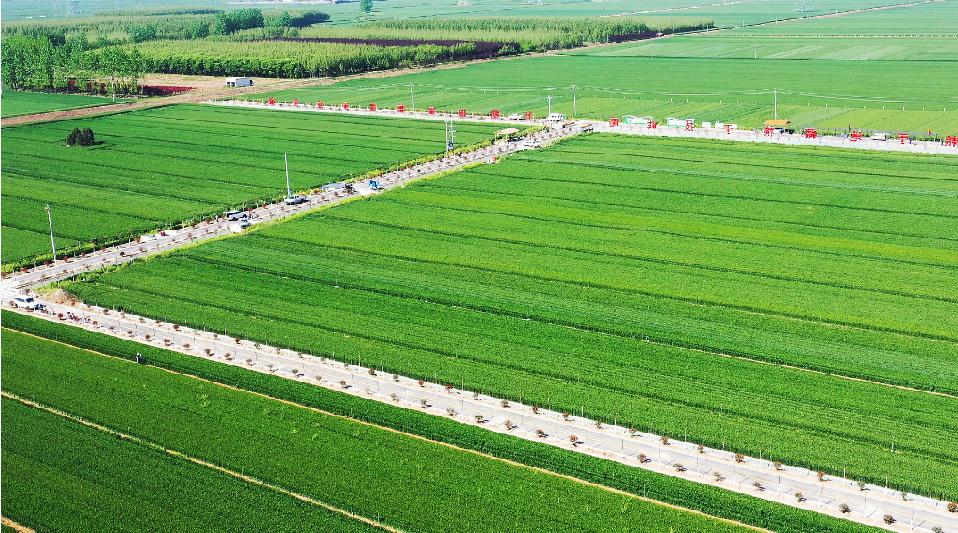 河南葉縣:高標準農田+旅游 融出鄉(xiāng)村之美