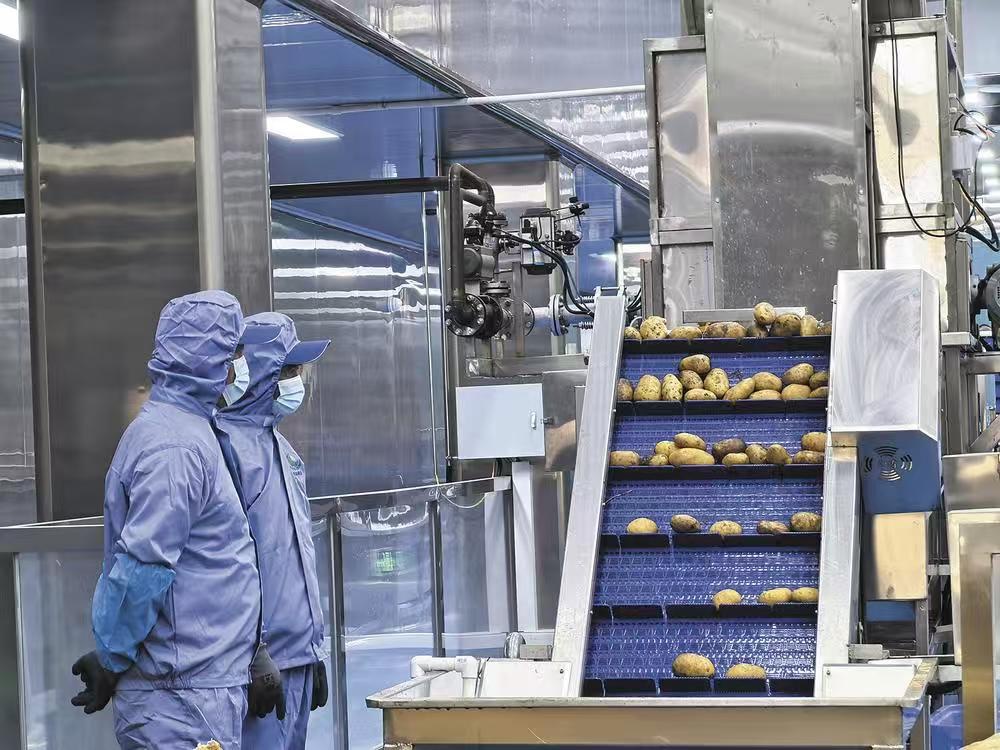 樂都:東西部協作薯條工廠投產