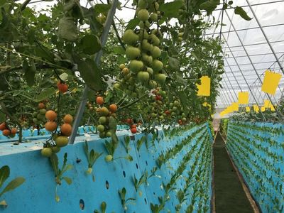 秘訣在哪里?這項(xiàng)技術(shù)讓蓮都的農(nóng)產(chǎn)品高溢價(jià)