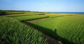 臺(tái)灣農(nóng)業(yè)品牌惹人愛的原因是什么