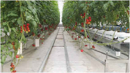 農(nóng)場故事 新農(nóng)業(yè)領(lǐng)域的智能溫室