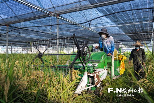 閩侯打造高產高效農業新樣板 番茄大棚種水稻菜稻輪作增效益