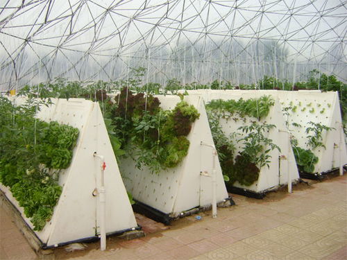 繡田農業有口皆碑 圖 無土栽培大棚 云南無土栽培