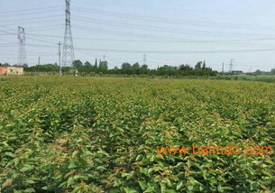 嫁接車?yán)遄訕涿?2016四川成都車?yán)遄用缁?嫁接車?yán)遄訕涿?2016四川成都車?yán)遄用缁厣a(chǎn)廠家,嫁接車?yán)遄訕涿?2016四川成都車?yán)遄用缁貎r(jià)格