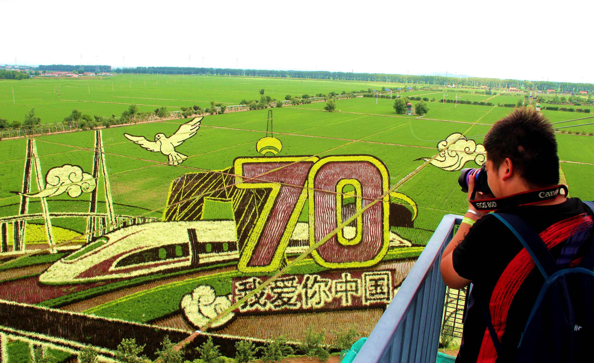 盤點各地巨幅稻田畫 獻(xiàn)禮新中國70周年