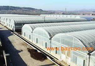 溫室大棚建造 溫室大棚圖片 智能溫室大棚 壽光英平溫室,溫室大棚建造 溫室大棚圖片 智能溫室大棚 壽光英平溫室生產廠家,溫室大棚建造 溫室大棚圖片 智能溫室大棚
