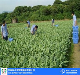 佛山萬家歡公司 圖 農產品配送流程 農產品配送