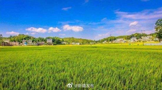 新疆6地入選2020年農業產業強鎮建設名單