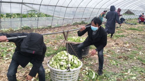 高安 確保居民日常農產品物資供應及農業生產