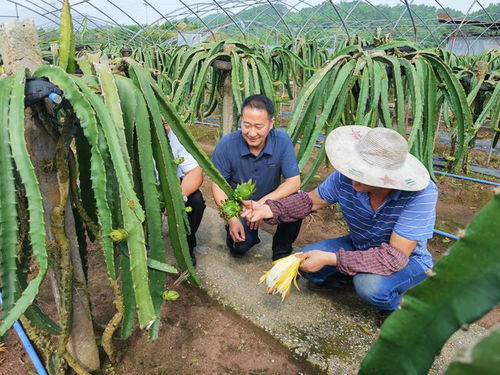 銅梁 扎實推進農產品品牌建設 打造現代農業核心競爭力