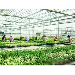 濮陽市農業產業優勢 專業生產、批發與供應一體化的現代農業基地